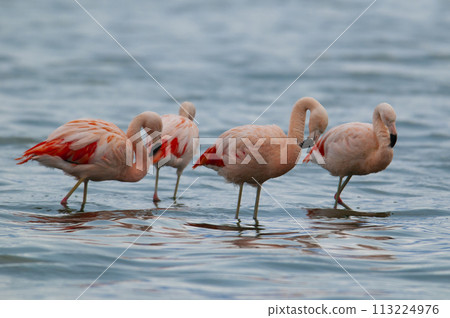 Flamingos flock in a lagoon, La Pampa Province,Patagonia, Argentina. 113224976