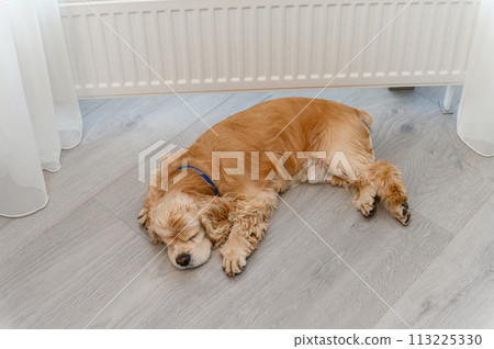 Cute American Cocker Spaniel sleeping on the floor near window indoors. Cute American Cocker Spaniel sleeping on the floor near window indoors. 113225330