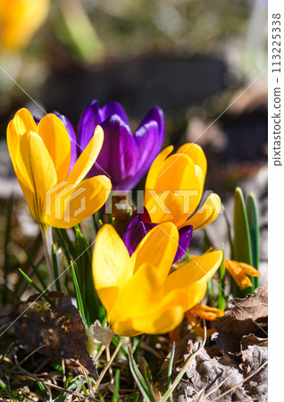 Close-up of blooming colorful crocuses in the park. Close-up of blooming colorful crocuses in the park. 113225338