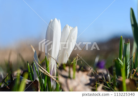 White crocus against the blue sky. 113225340