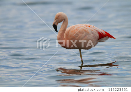 Flamingo resting in the lagoon, La Pampa Province,Patagonia, Argentina. 113225561