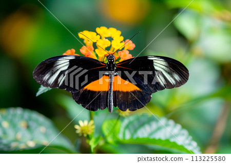 Beautiful Double-banded Red Postman butterfly rests among the foliage of a garden Beautiful Double-banded Red Postman butterfly rests among the foliage of a garden 113225580