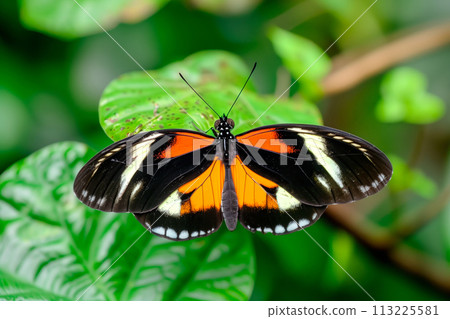 Beautiful Double-banded Red Postman butterfly rests among the foliage of a garden Beautiful Double-banded Red Postman butterfly rests among the foliage of a garden 113225581