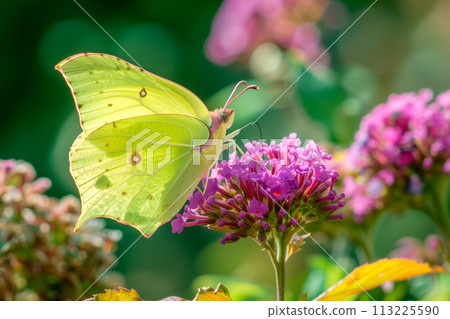 Beautiful Brimstone butterfly rests among the foliage of a garden 113225590