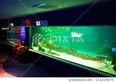 Sunpiazza水族館風景 Sunpiazza水族館風景 113225674