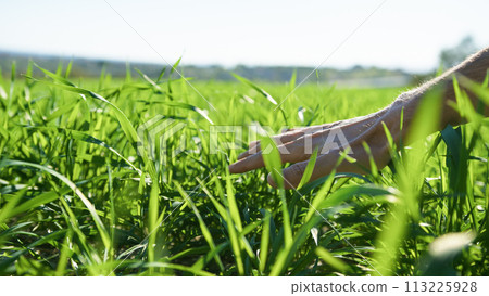 Hand Touching The Healthy Green Wheat On A Sunny Day 113225928