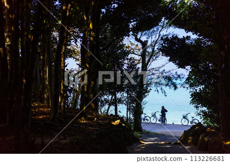 Fukugi trees in Bise 113226681