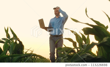 Mature farmer looks at laptop screen walking past corn field at farmland. Skillful agronomist uses laptop in corn cultivation process. Proficient countryman with laptop controls in large corn field 113226698