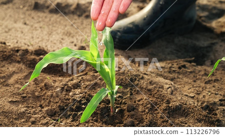 Farmer takes care of corn sprouts watering moisturizing nourishing ground with water. Cultivating crops seedlings sowings in field to provide food, large fresh harvest. Planting growing corn in field. Farmer takes care of corn sprouts watering moisturizing nourishing ground with water. Cultivating crops seedlings sowings in field to provide food, large fresh harvest. Planting growing corn in field. 113226796