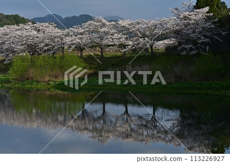 櫻花盛開的丹波筱山 櫻花盛開的丹波筱山 113226927