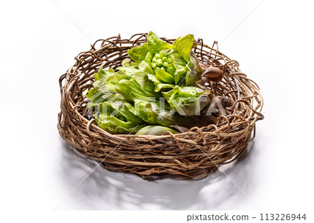 里山採摘的款冬芽 里山採摘的款冬芽 113226944