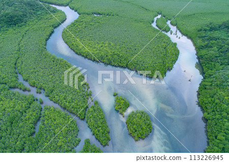 Mangrove forests of Iriomote Island captured by drone 113226945