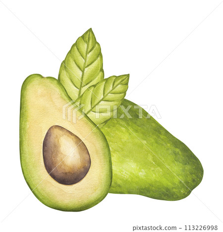 Avocado half fruit with seed, green leaves. Botanical vegetable clipart. Vegan dietary food painting. Hand drawn watercolor illustration isolated on white background. For logo, printing 113226998