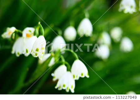 白色的雪花(鈴蘭) 白色的雪花(鈴蘭) 113227049