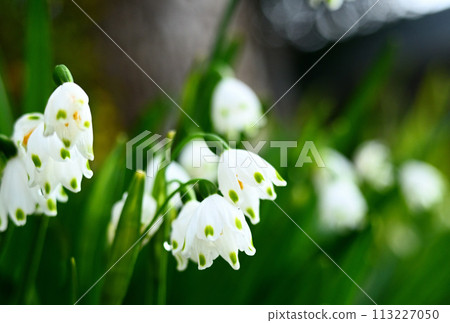 白色的雪花(鈴蘭) 白色的雪花(鈴蘭) 113227050