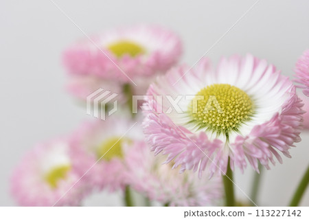 Tyrolean Daisy 113227142