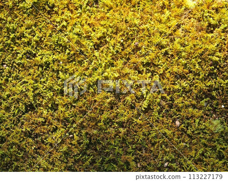 Image of a mossy forest floor Image of a mossy forest floor 113227179