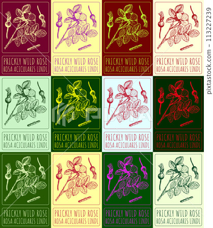 Set of vector drawing PRICKLY WILD ROSE in various colors. Hand drawn illustration. The Latin name is ROSA ACICULARIS LINDL. Set of vector drawing PRICKLY WILD ROSE in various colors. Hand drawn illustration. The Latin name is ROSA ACICULARIS LINDL. 113227239