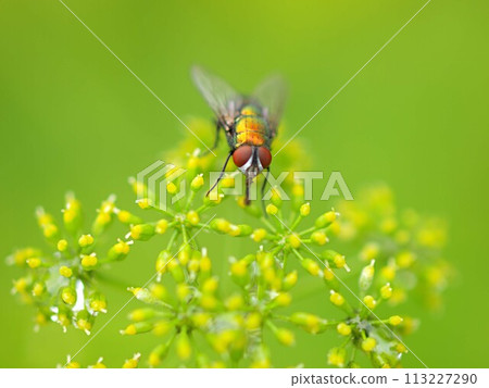 茴香花和蒼蠅的特寫 113227290