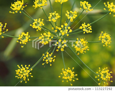 Fennel flowers and copy space 113227292