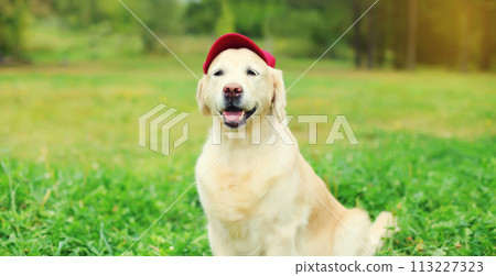 Golden Retriever dog in red baseball cap sitting on green grass in summer park 113227323