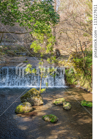 Clear stream Kibune River in Rakuhoku, Kyoto, cedar growing from the rocks 113227611