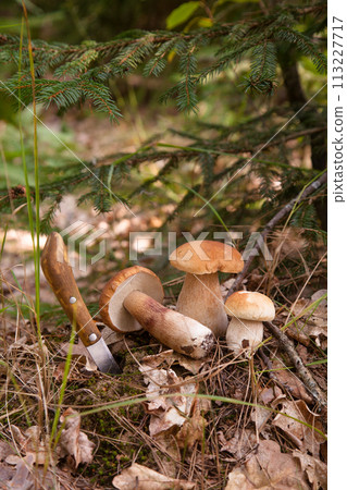 Pile of porcini mushrooms in pine tree forest at autumn season.. 113227717