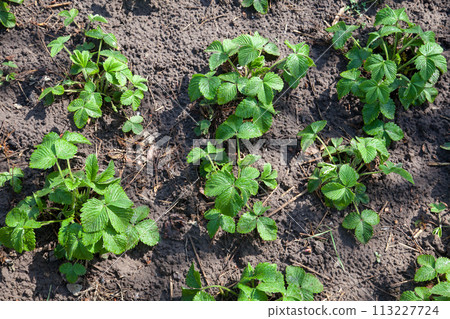 Young leaves of strawberry bush in the garden at spring time.. 113227724