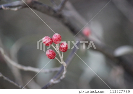 俄羅斯橄欖紅果 113227789