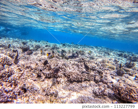 Shoal of differend kinds of the fish - sailfin tang, Longnose Parrotfish, Picasso trigger, Birdmouth wrasse, Klunzinger's wrasse and other tropical fish swimming at the coral reef in the Red Sea, Shoal of differend kinds of the fish - sailfin tang, Longnose Parrotfish, Picasso trigger, Birdmouth wrasse, Klunzinger's wrasse and other tropical fish swimming at the coral reef in the Red Sea, 113227799