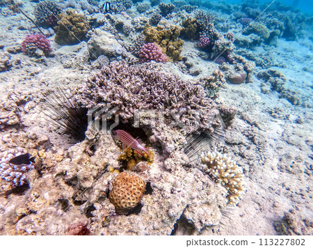 Crown squirrelfish (Sargocentron diadema) at coral reef.. Crown squirrelfish (Sargocentron diadema) at coral reef.. 113227802