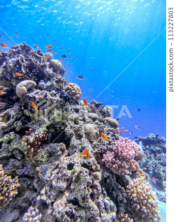 Underwater life of reef with corals, shoal of Lyretail anthias (Pseudanthias squamipinnis) and other kinds of tropical fish. Coral Reef at the Red Sea, Egypt. Underwater life of reef with corals, shoal of Lyretail anthias (Pseudanthias squamipinnis) and other kinds of tropical fish. Coral Reef at the Red Sea, Egypt. 113227803