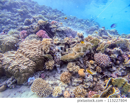 Underwater life of reef with corals and tropical fish. Coral Reef at the Red Sea, Egypt. 113227804