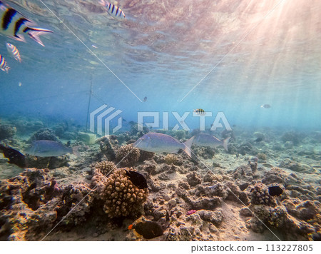 Spangled Emperor fish (Lethrinus Nebulosus) on his coral reef in the Red Sea, Egypt.. Spangled Emperor fish (Lethrinus Nebulosus) on his coral reef in the Red Sea, Egypt.. 113227805