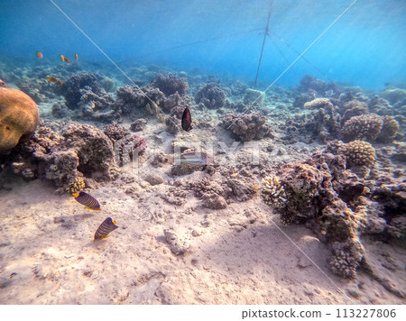 Klunzinger's wrasse (Thalassoma rueppellii) at coral reef of the Red Sea.. 113227806