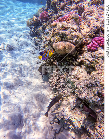 Shoal of differend kinds of the fish - sailfin tang, Longnose Parrotfish, Picasso trigger, Birdmouth wrasse, Klunzinger's wrasse and other tropical fish swimming at the coral reef in the Red Sea, Shoal of differend kinds of the fish - sailfin tang, Longnose Parrotfish, Picasso trigger, Birdmouth wrasse, Klunzinger's wrasse and other tropical fish swimming at the coral reef in the Red Sea, 113227810