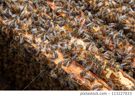 Open hive showing the bees swarming on a honeycomb.. 113227833