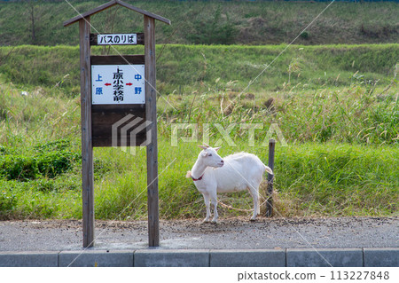 A goat spending a leisurely day at a bus stop on a remote island in Okinawa A goat spending a leisurely day at a bus stop on a remote island in Okinawa 113227848