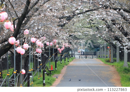 Cherry blossom trees at Tatsumi no Mori Park (Koto-ku, Tokyo) 113227863