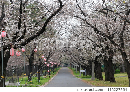 辰巳之森綠道公園的櫻花樹（東京都江東區） 113227864