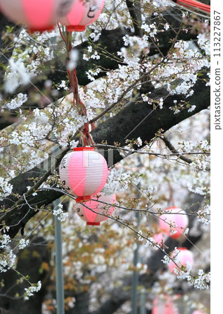 Cherry blossom trees at Tatsumi no Mori Park (Koto-ku, Tokyo) Cherry blossom trees at Tatsumi no Mori Park (Koto-ku, Tokyo) 113227867