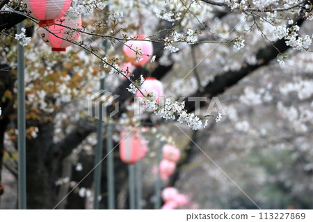 Cherry blossom trees at Tatsumi no Mori Park (Koto-ku, Tokyo) Cherry blossom trees at Tatsumi no Mori Park (Koto-ku, Tokyo) 113227869