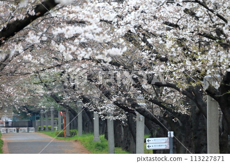 辰巳之森綠道公園的櫻花樹(東京都江東區) 辰巳之森綠道公園的櫻花樹(東京都江東區) 113227871