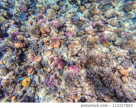 Underwater life of reef with corals and tropical fish. Coral Reef at the Red Sea, Egypt. Underwater life of reef with corals and tropical fish. Coral Reef at the Red Sea, Egypt. 113227883