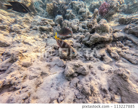 Close up view of Hipposcarus longiceps or Longnose Parrotfish (Hipposcarus Harid) at coral reef.. Close up view of Hipposcarus longiceps or Longnose Parrotfish (Hipposcarus Harid) at coral reef.. 113227885