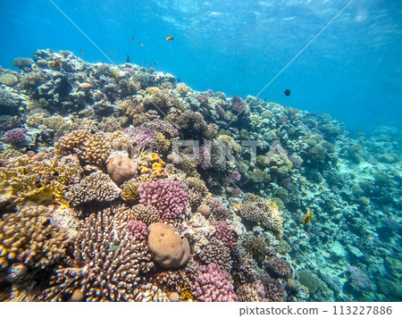 Underwater life of reef with corals and tropical fish. Coral Reef at the Red Sea, Egypt. 113227886