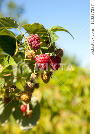 Ripe and unripe raspberry in the fruit garden. Growing natural bush of raspberry. Branch of raspberry in sunlight. 113227887