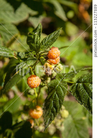 Branch with yellow raspberry in sunlight. Growing natural bush of raspberry. . Branch with yellow raspberry in sunlight. Growing natural bush of raspberry. . 113227889