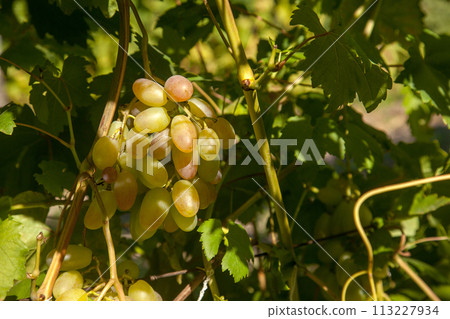 Bunch of green grapes in the garden. Bunch of green grapes in the garden. 113227934