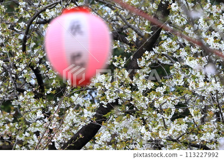辰巳之森綠道公園的櫻花樹（東京都江東區） 113227992